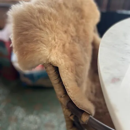 Lejlighed Courchecoeur